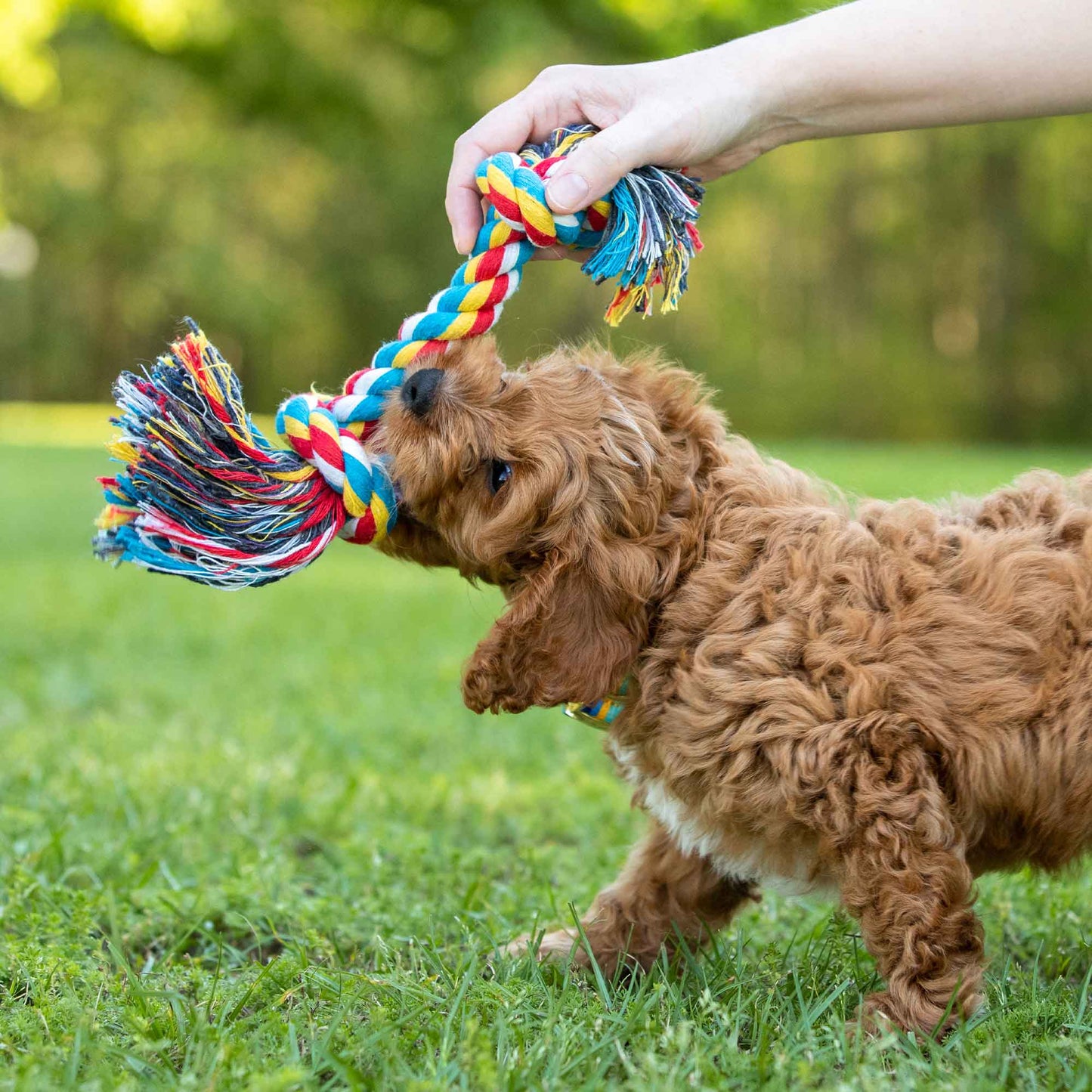 Jeffers Multicolored Rope Bone Dog Toy