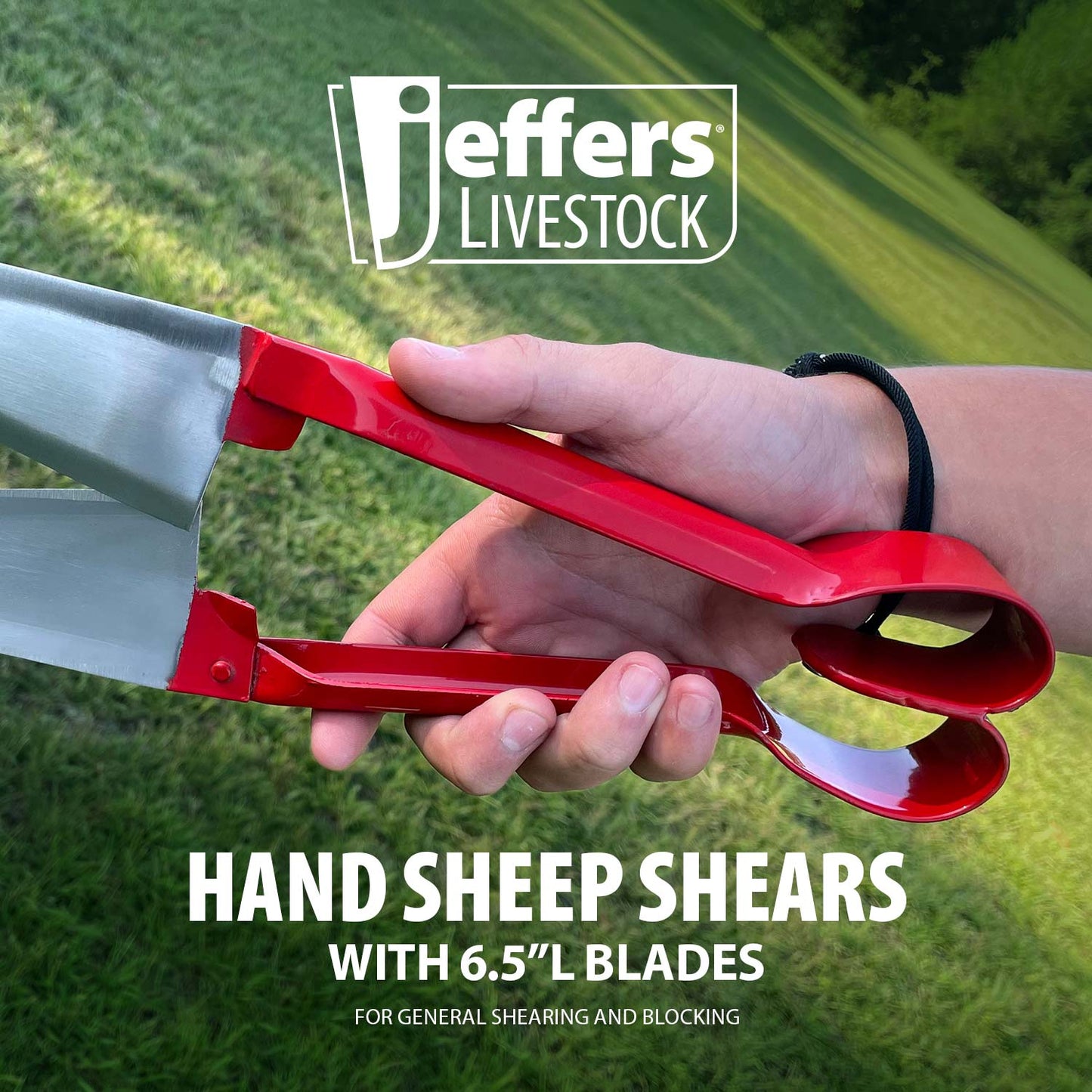 Jeffers Hand Sheep Shears, 6.5" Blades